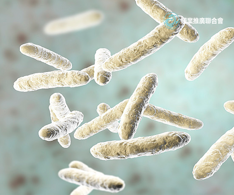 全球鰻業(yè)推廣聯(lián)合會香港企業(yè)官網(wǎng)開發(fā)建設制作案例